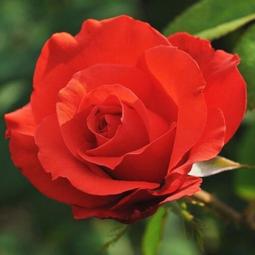 Trandafir Holsten Perla