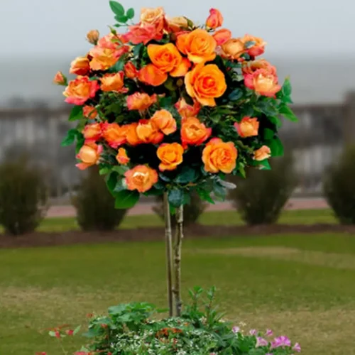 Trandafir cu port înalt Monica (140 cm)