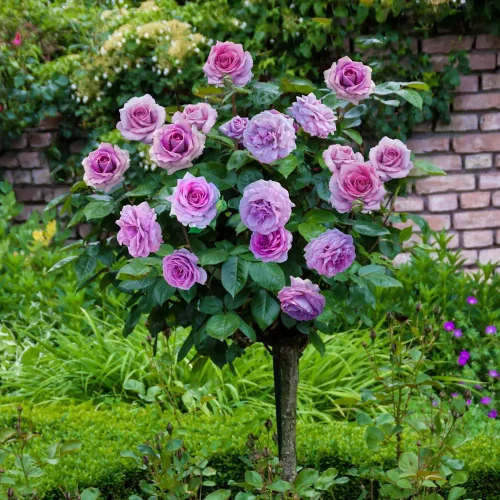 Trandafir cu port înalt Eminence (140 cm)