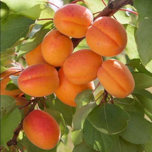 Cais – Soiul Uriasa de Cegled