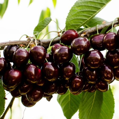 Cires – Soiul Kordia