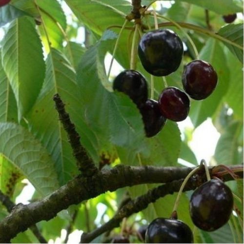 Cires – Soiul Negre de Bistrita