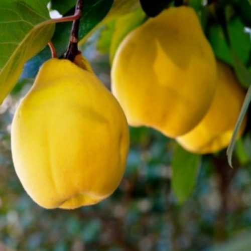 Gutui – Soiul Bereczki