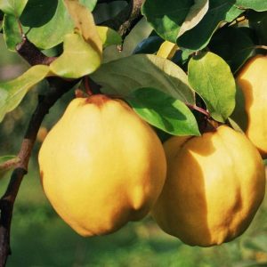 Gutui – Soiul-Konstantinapolyi