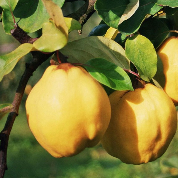 Gutui – Soiul-Konstantinapolyi