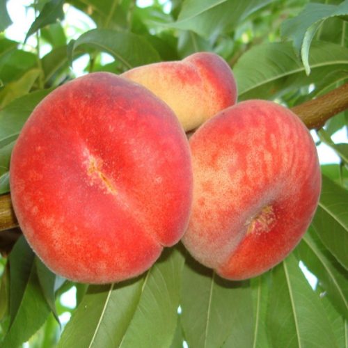 Piersic – Soiul Paraguay -Plat