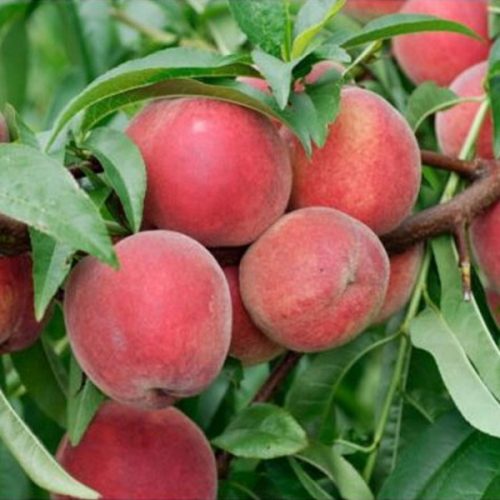 Piersic – Soiul Red Haven