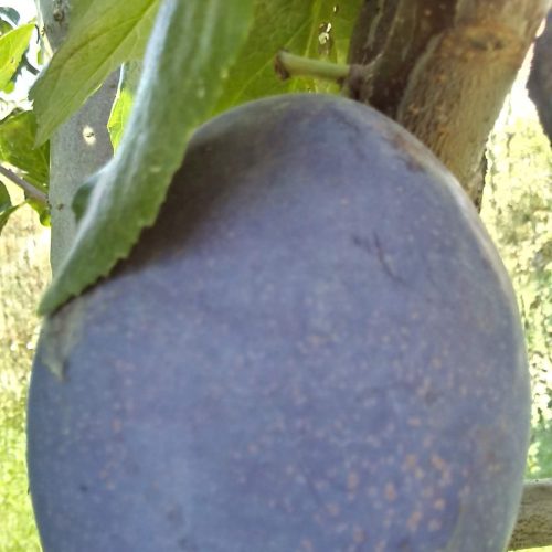 Prun – Soiul Record