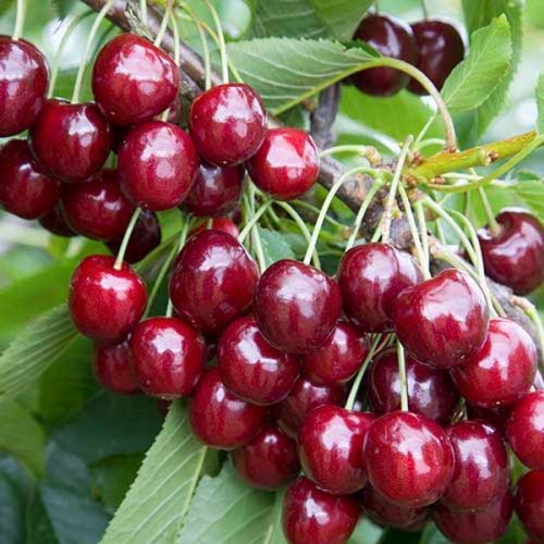 Cires – Soiul Regina