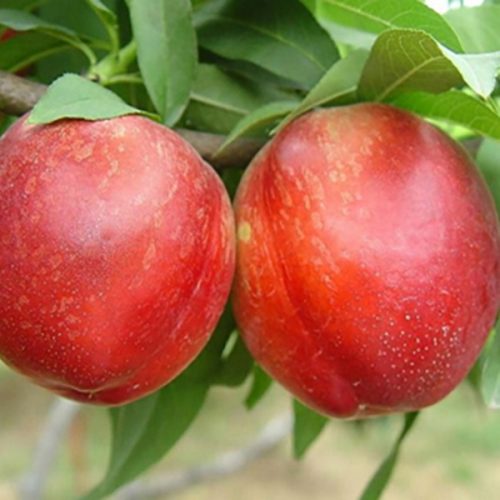 Piersic – Soiul Nectared 2