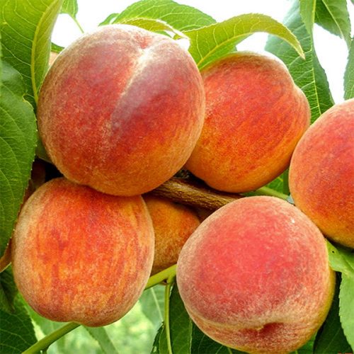 Piersic – Soiul Cardinal