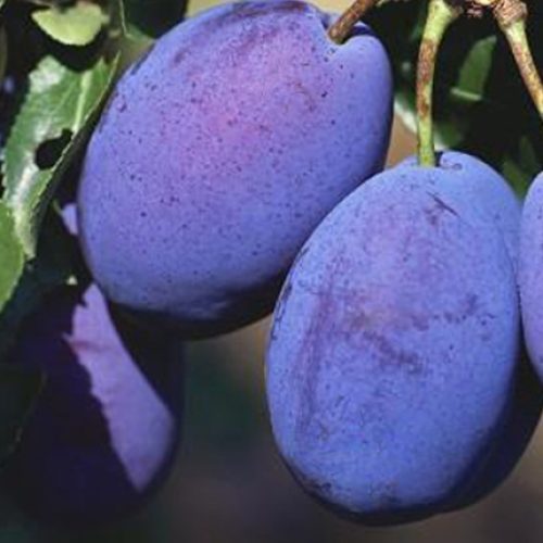 Prun – Soiul Stanley