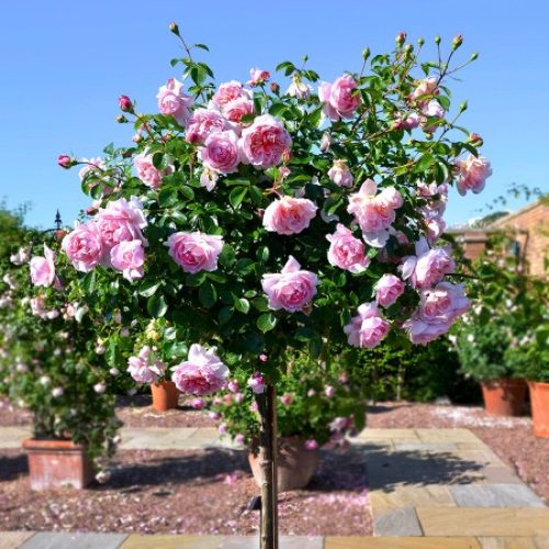 Trandafir cu port înalt Kimono (140 cm)