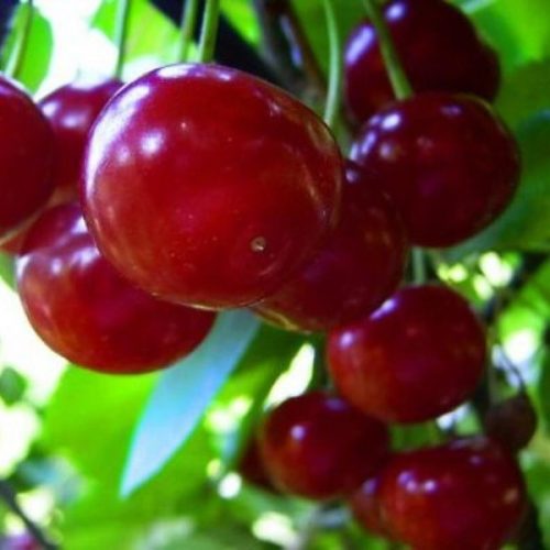 Visin – Soiul Crisana