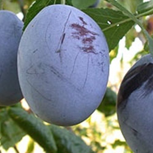 Prun – Soiul Tophit